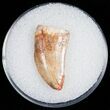 Raptor Tooth From Morocco - #11239-1